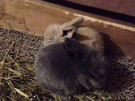 Alex och Albin! Ca 20 dagar gamla.